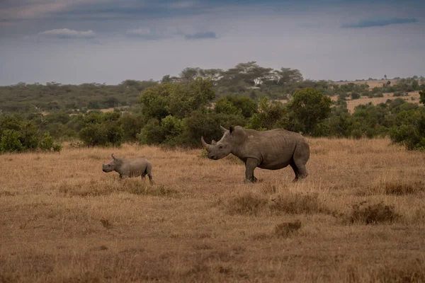 Beyaz gergedan (Ceratotherium simum) ve buzağı doğal ortamında, Güney Afrika