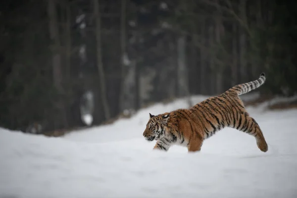Tigrul Siberian Aleargă Zăpadă Fotografie Frumoasă Dinamică Puternică Acestui Animal — Fotografie, imagine de stoc