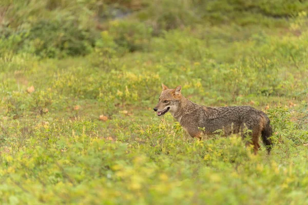 stock image Golden jackal in the warm light of the early morning