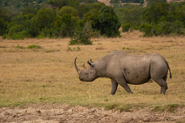 White Rhinoceros Ceratotherium Simum Square Lipped Rhinoceros Khama Rhino Sanctuary — Stock Fotó