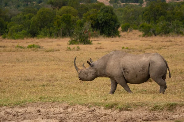 Rhinocéros Blanc Ceratotherium Simum Avec Veau Dans Habitat Naturel Afrique — Photo