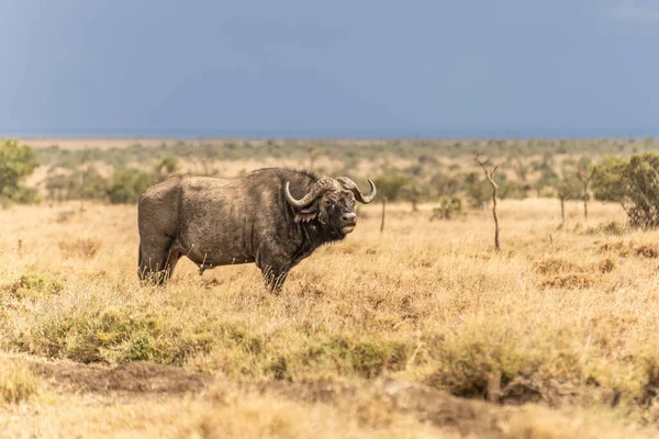 Afrikaanse Buffel Syncerus Caffer Kenia — Stockfoto