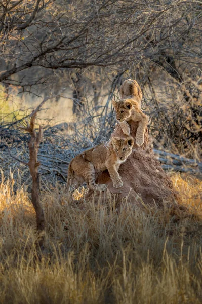 Löwenjungen Spielen Auf Einem Verlassenen Termitenhügel — Stockfoto
