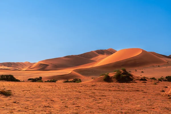 Huge Sand Dunes Namib Desert Trees Foreground Namibia — Stock Photo, Image