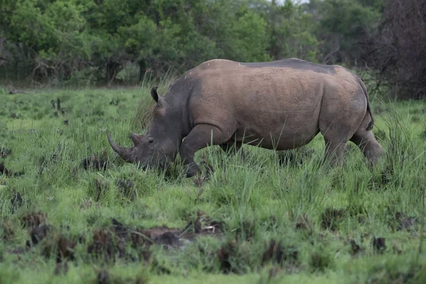 Beyaz gergedan (Ceratotherium simum) ve buzağı doğal ortamında, Güney Afrika