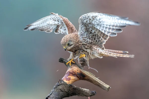 stock image Common kestrel (Falco tinnunculus) is a bird of prey species belonging to the kestrel group of the falcon family Falconidae.