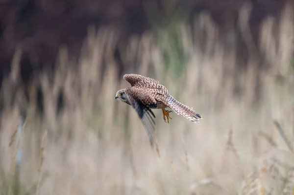 Обыкновенная Пустельга Falco Tinnunculus Хищная Птица Семейства Соколов Falconidae — стоковое фото
