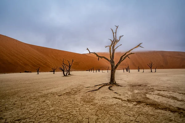 stock image Dead Camelthorn Trees against red dunes and blue sky in Deadvlei, Sossusvlei. Namib-Naukluft National Park, Namibia, Africa