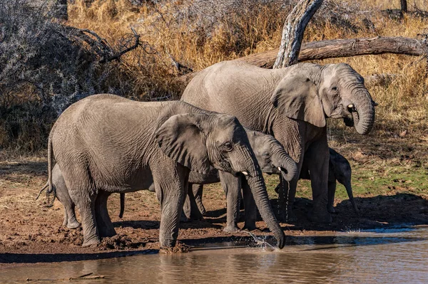 a herd of African elephants drinking water from a Namibian river