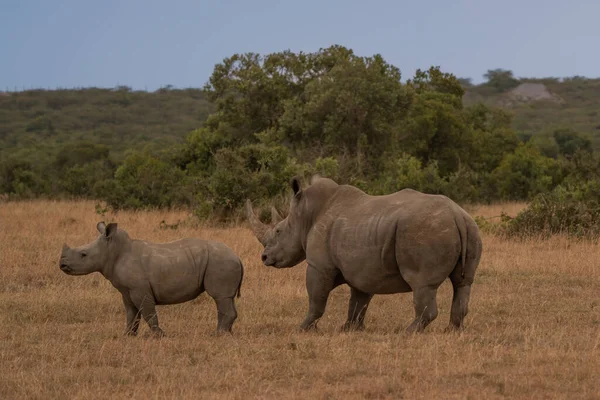 Vit Noshörning Ceratotherium Simum Med Kalv Naturlig Miljö Sydafrika — Stockfoto