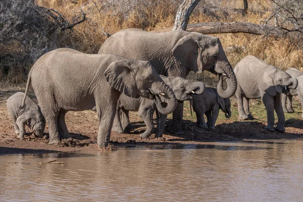 a herd of African elephants drinking water from a Namibian river