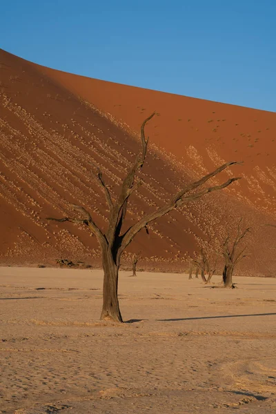 赤い砂丘と Deadvlei ソーサス フライの青い空 Camelthorn 枯れ木ナミブナウクルフト国立公園 ナミビア アフリカ — ストック写真