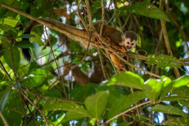 Sincap maymun, Saimiri oerstedii, yeşil yaprakları, Corcovado Np, Kosta Rika ile ağaç gövdesi üzerinde oturuyor. Tropik Orman bitki örtüsü maymun. Doğadan yaban hayatı sahne. Güzel sevimli hayvan.