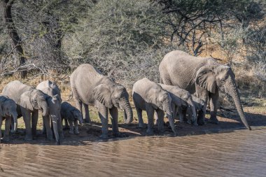 Bir Afrika fili sürüsü Namibya nehrinden su içiyor.