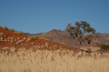 Namib Çölü 'nde kum tepeleri ve Namibya' nın ön planında ağaçlar.
