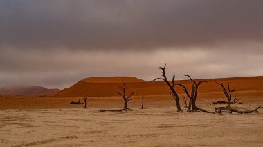 Ölü Camelthorn ağaç kırmızı tepeleri ve Deadvlei, Sossusvlei mavi gökyüzünde karşı. Namib-Naukluft Milli Parkı, Namibya, Afrika