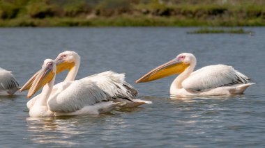 Beyaz pelikan, Pelecanus onocrotalus, Kerkini Gölü, Yunanistan. Mavi su yüzeyinde pelikanlar. Avrupa doğa Wildlife sahnesi. Kuş Dağı arka planı. Uzun Turuncu faturaları ile kuşlar.