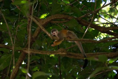 Sincap maymun, Saimiri oerstedii, yeşil yaprakları, Corcovado Np, Kosta Rika ile ağaç gövdesi üzerinde oturuyor. Tropik Orman bitki örtüsü maymun. Doğadan yaban hayatı sahne. Güzel sevimli hayvan.