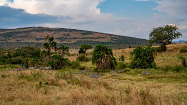 Masai Mary Kenya ovalarında otlayan bir zebra sürüsü..