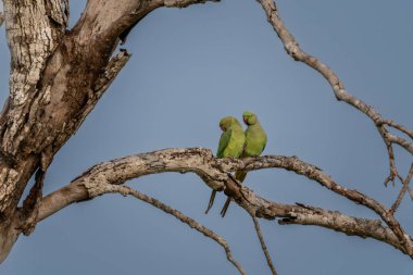 Halka boyunlu muhabbet kuşu bilinen gül halkalı muhabbetkuşu (Psittacula krameri), son derece büyük bir aralığı olan bir toplu halde yaşayan Afro-Asya muhabbet kuşu türüdür. Onlar-si olmak farklı bir yeşil renk.