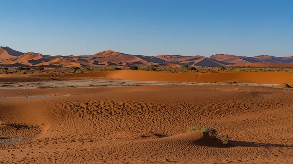 Hatalmas Homokdűnék Namib Sivatagban Fákkal Namíbia Előterében — Stock Fotó