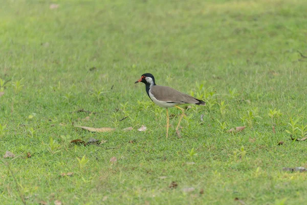 Yeşil Çimenlerdeki Güney Lapwing (Quero-quero / Vanellus chilensis)