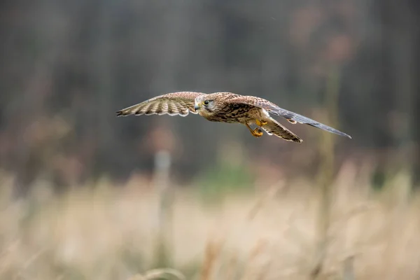 Common Kestrel Falco Tinnunculus Вид Птахів Належать Групи Кестелів Родини — стокове фото