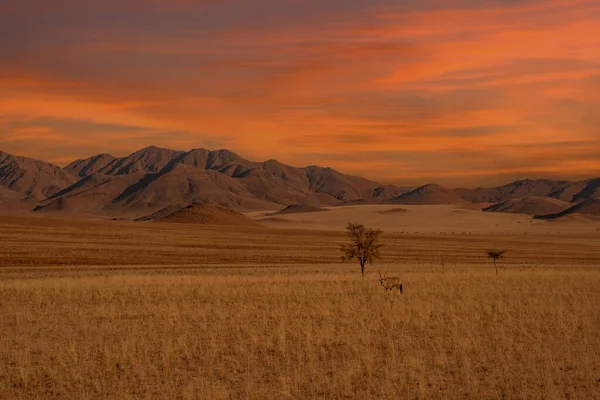 Enorme Zandduinen Namibische Woestijn Met Bomen Voorgrond Van Namibië Stockfoto
