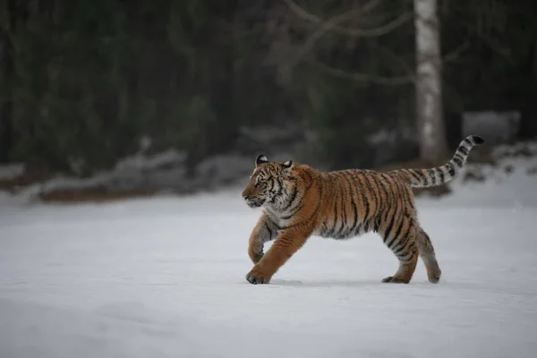 Tigre Siberiano Correndo Neve Foto Bonita Dinâmica Poderosa Deste Animal Imagens De Bancos De Imagens Sem Royalties