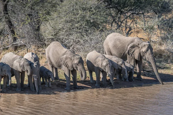 Een Kudde Afrikaanse Olifanten Die Water Drinken Uit Een Namibische Stockfoto