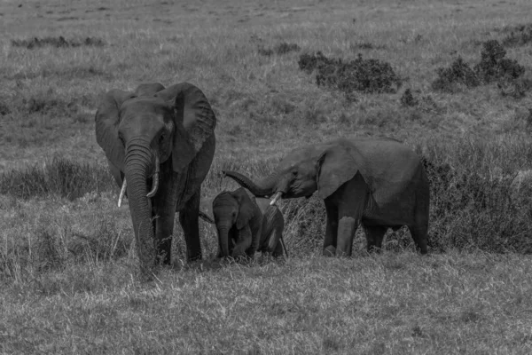 Gran Elefante Africano Caminando Por Arbusto Africano Imágenes De Stock Sin Royalties Gratis