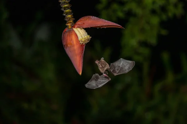 Lonchophylla Robusta Oranje Nectar Vleermuis Vleermuis Zweeft Drinkt Nectar Van Rechtenvrije Stockfoto's