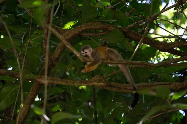 Macaco Esquilo Saimiri Oerstedii Sentado Tronco Árvore Com Folhas Verdes Fotos De Bancos De Imagens Sem Royalties