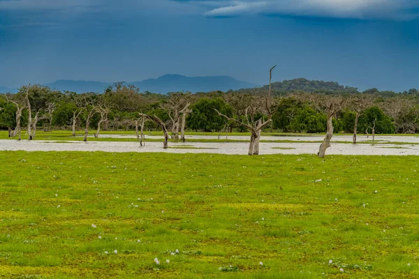 Yala National Park Het Beroemdste Park Sri Lanka Met Droge Rechtenvrije Stockfoto's