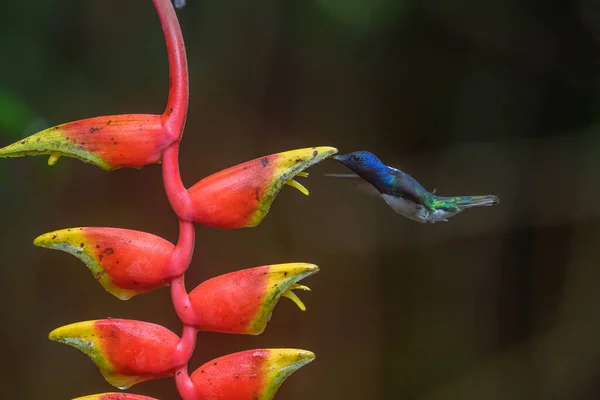 Amazilia Decora Colibrí Encantador Pájaro Alimentando Néctar Dulce Flor Rosa Imagen De Stock