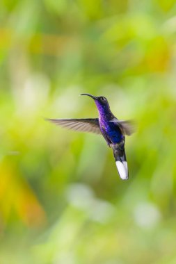 colourful hummingbird in the Costa Rican rainforest clipart