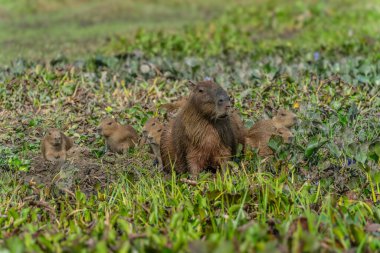 Genç Venezuela 'lı Capybara Hydrochoerus Hidrochaeris.