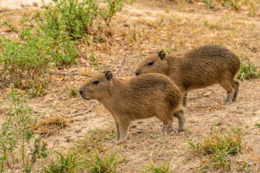 Bir Capybara sürüsü Venezuela 'nın arka planında kazlarla nehri geçiyor..