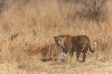 Afrika 'da avını bekleyen bir ağaçta leopar.