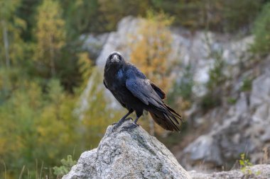 Büyük Corvid (Corvus corax), Corvid familyasından büyük siyah bir kuş türü..