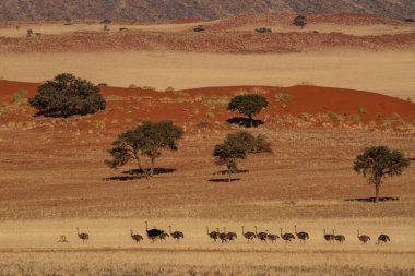 Namibya çölünde koşan bir devekuşu sürüsü.