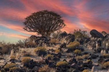 Çöl yatay, titreme ağaçları (Aloe dichotoma) ile Northern Cape, Güney Afrika