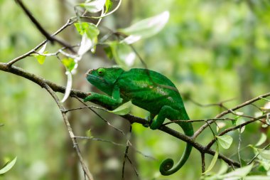 Madagaskar 'daki güzel yeşil bukalemun.
