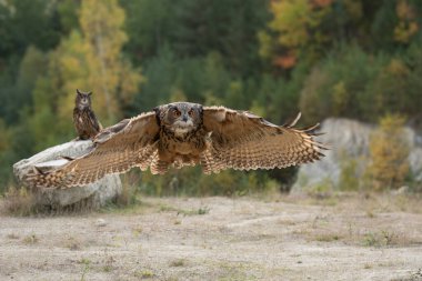 Büyük kartal baykuşu (