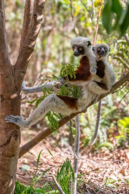 Afrika, Madagaskar, Anosy, Berenty Reserve. Halka kuyruklu lemur, Lemur catta. Bir kadın ve bebek portresi.
