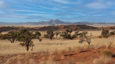 Namib Çölü 'nde kum tepeleri ve Namibya' nın ön planında ağaçlar.