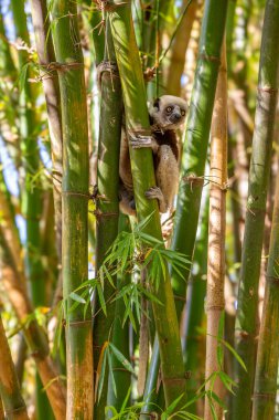 Afrika, Madagaskar, Anosy, Berenty Reserve. Halka kuyruklu lemur, Lemur catta. Portre