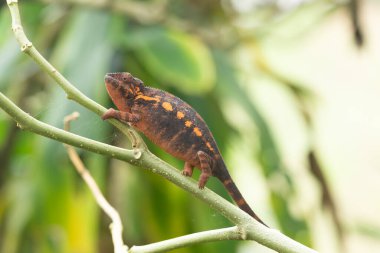 Madagaskar 'dan nesli tükenmekte olan güzel renkli bukalemunlar.