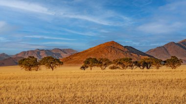 Namib Çölü 'nde kum tepeleri ve Namibya' nın ön planında ağaçlar.