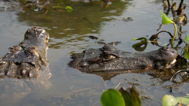 Siyah kajman Melanosuchus niger Güney Amerika